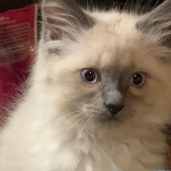 Meet your Posher, GA - Picture 1 of 1